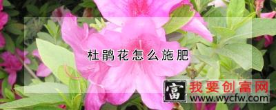 杜鹃花怎么施肥