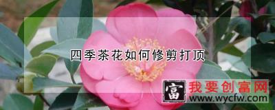 四季茶花如何修剪打顶