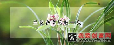 兰花多久施肥一次