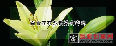 百合花花蕊粘液有毒吗