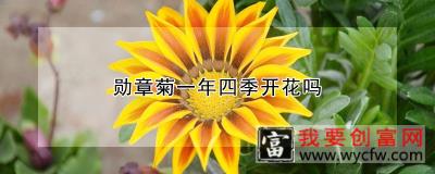 勋章菊一年四季开花吗