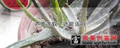 芦荟冻软了还能活吗