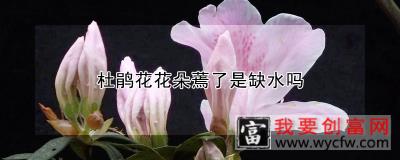 杜鹃花花朵蔫了是缺水吗