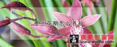 墨兰花期怎么养护