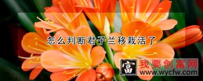 怎么判断君子兰移栽活了