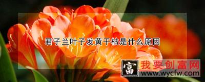 君子兰叶子发黄干枯是什么原因