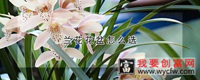 兰花花盆怎么选