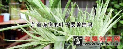 芦荟冻伤的叶子要剪掉吗