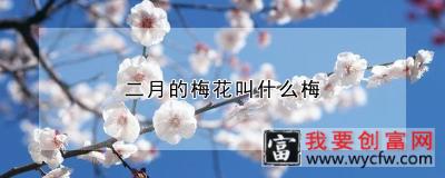 二月的梅花叫什么梅