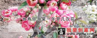 长寿乐海棠一年开几次花