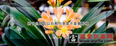 君子兰开花以后那个茎是不是要剪掉