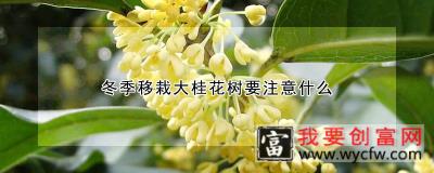 冬季移栽大桂花树要注意什么