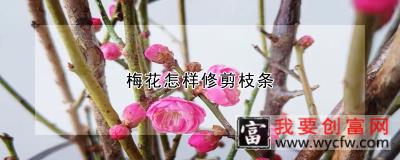 梅花怎样修剪枝条