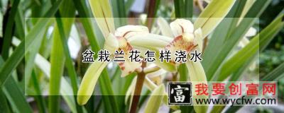 盆栽兰花怎样浇水