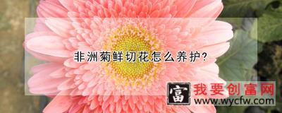 非洲菊鲜切花怎么养护？