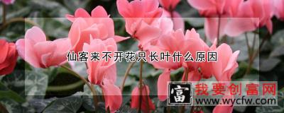 仙客来不开花只长叶什么原因