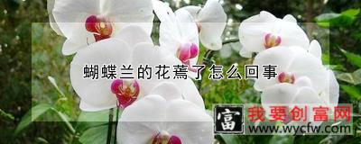 蝴蝶兰的花蔫了怎么回事