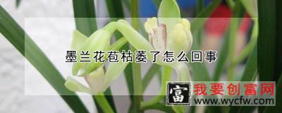 墨兰花苞枯萎了怎么回事