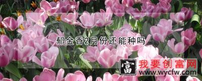 郁金香2月份还能种吗