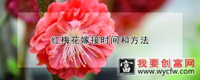 红梅花嫁接时间和方法