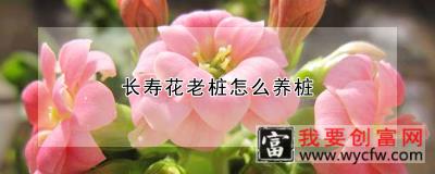 长寿花老桩怎么养桩