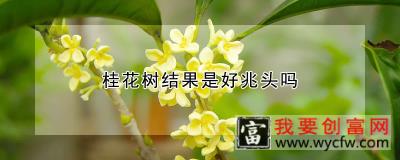 桂花树结果是好兆头吗