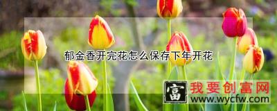 郁金香开完花怎么保存下年开花