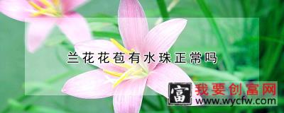 兰花花苞有水珠正常吗