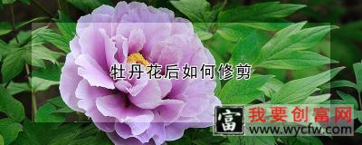 牡丹花后如何修剪