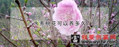 水养桃花可以养多久