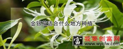 金银花适合什么地方种植