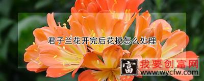 君子兰花开完后花梗怎么处理