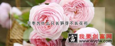 月季为什么只长笋芽不长花苞