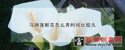 马蹄莲鲜花怎么养时间比较久