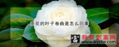 茶花的叶子卷曲是怎么回事