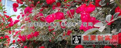 四季红木香月季四季开花吗