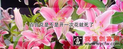 百合花是不是开一次花就死了