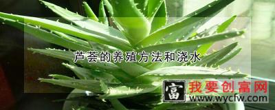 芦荟的<a href=https://www.wycfw.com/e/tags/?tagid=63 target=_blank class=infotextkey><a href=https://www.wycfw.com/yangzhi/ target=_blank class=infotextkey>养殖</a></a>方法和浇水