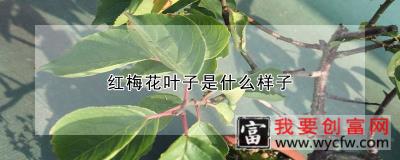 红梅花叶子是什么样子