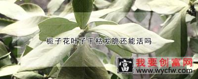 栀子花叶子干枯发脆还能活吗