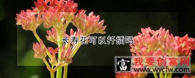 长寿花可以扦插吗