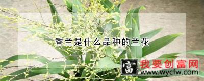 香兰是什么品种的兰花