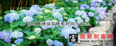 无尽夏绣球花修剪时间与方法