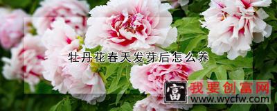 牡丹花春天发芽后怎么养