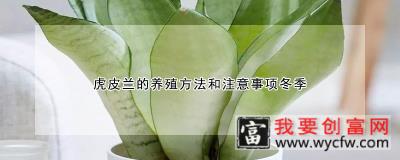 虎皮兰的<a href=https://www.wycfw.com/e/tags/?tagid=63 target=_blank class=infotextkey><a href=https://www.wycfw.com/yangzhi/ target=_blank class=infotextkey>养殖</a></a>方法和注意事项冬季