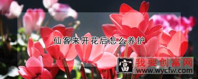 仙客来开花后怎么养护