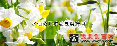 水仙花开过后要剪掉吗