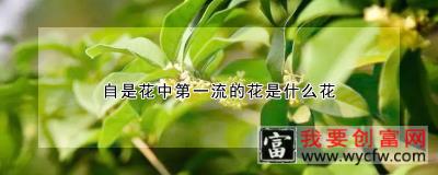 自是花中第一流的花是什么花