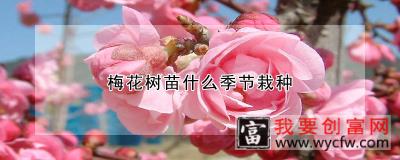 梅花树苗什么季节栽种