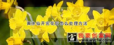 黄水仙开完花后怎么处理方法